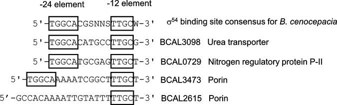 https://cdn.ncbi.nlm.nih.gov/pmc/blobs/da79/10117139/ceab926d6334/msphere.00083-23-f003.jpg