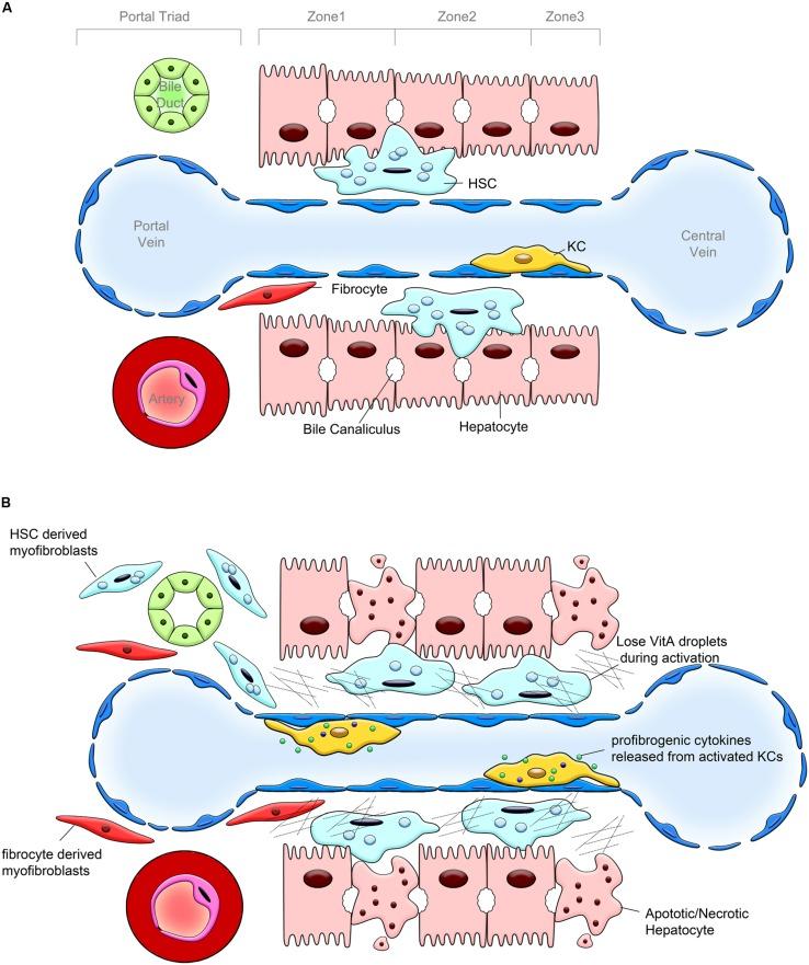 https://cdn.ncbi.nlm.nih.gov/pmc/blobs/da79/4105921/253dcd2d463d/fphar-05-00167-g001.jpg