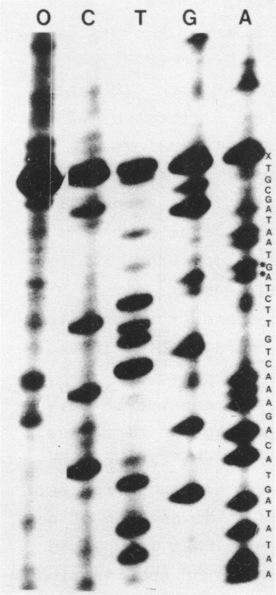 https://cdn.ncbi.nlm.nih.gov/pmc/blobs/da7c/320737/401ff0b49362/nar00381-0017-a.jpg