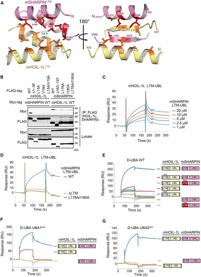 https://cdn.ncbi.nlm.nih.gov/pmc/blobs/da7d/6044281/2eaa8734c163/nihms-975286-f0005.jpg