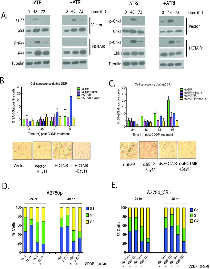 https://cdn.ncbi.nlm.nih.gov/pmc/blobs/da82/5050052/2a9cb8ee1421/nihms749207f7.jpg