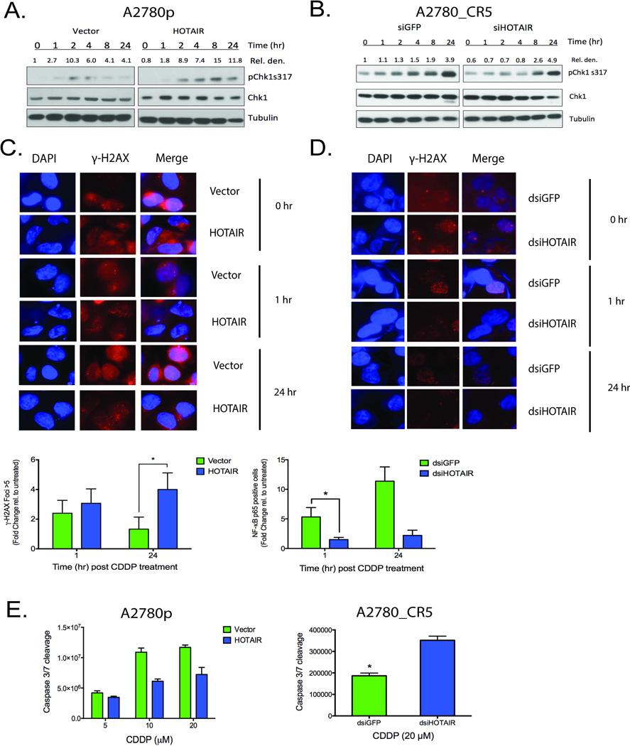 https://cdn.ncbi.nlm.nih.gov/pmc/blobs/da82/5050052/34a76131d8d4/nihms749207f2.jpg