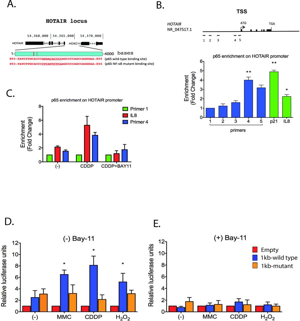 https://cdn.ncbi.nlm.nih.gov/pmc/blobs/da82/5050052/4db2ea98972e/nihms749207f5.jpg