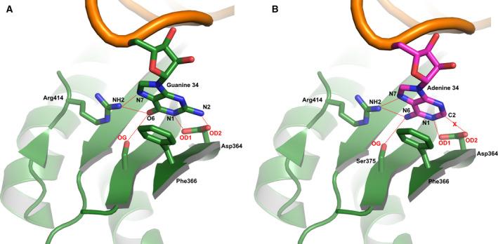 https://cdn.ncbi.nlm.nih.gov/pmc/blobs/da86/7540514/42cbb0f97f6c/FEBS-287-3814-g002.jpg