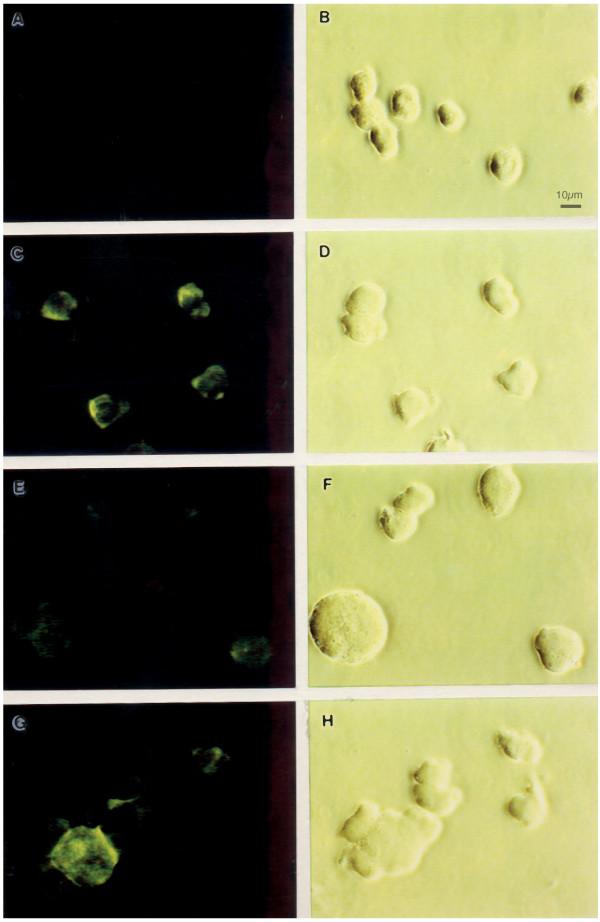 https://cdn.ncbi.nlm.nih.gov/pmc/blobs/da88/2248172/4dd392a94201/1743-422X-5-6-2.jpg