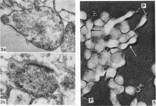 https://cdn.ncbi.nlm.nih.gov/pmc/blobs/da88/277426/55693cf3f4e3/jbacter00439-0260-a.jpg