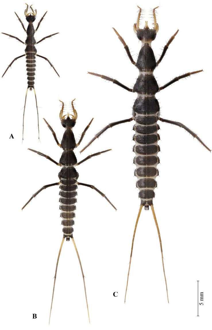 https://cdn.ncbi.nlm.nih.gov/pmc/blobs/da88/8222269/9c3ac7edbfe6/zookeys-1044-527-g005.jpg
