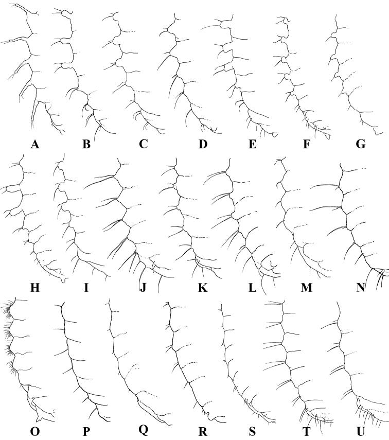https://cdn.ncbi.nlm.nih.gov/pmc/blobs/da88/8222269/ff61f4ee1f93/zookeys-1044-527-g012.jpg