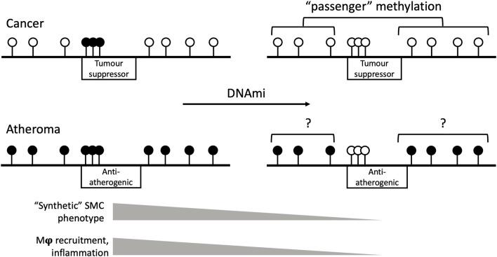 https://cdn.ncbi.nlm.nih.gov/pmc/blobs/da8c/12037548/7b35707dcefc/fphar-16-1562674-g002.jpg
