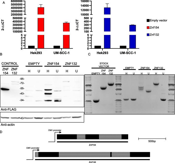 https://cdn.ncbi.nlm.nih.gov/pmc/blobs/da8d/10228066/47ef8257919a/40463_2023_640_Fig3_HTML.jpg