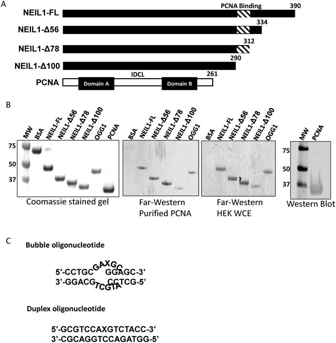 https://cdn.ncbi.nlm.nih.gov/pmc/blobs/da90/5389659/476b5eb162fd/gkw1282fig1.jpg