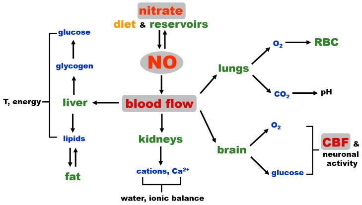 https://cdn.ncbi.nlm.nih.gov/pmc/blobs/da96/12073257/3d733599e0f9/nutrients-17-01544-g003.jpg