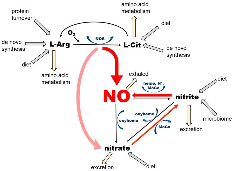 https://cdn.ncbi.nlm.nih.gov/pmc/blobs/da96/12073257/56124d30844b/nutrients-17-01544-g001.jpg