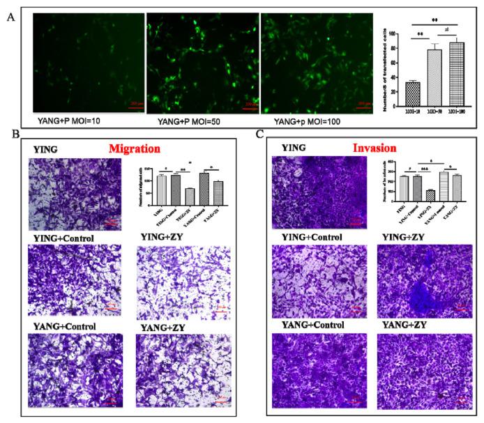 https://cdn.ncbi.nlm.nih.gov/pmc/blobs/da99/12213169/66f535e77019/jfda-33-02-150f7.jpg