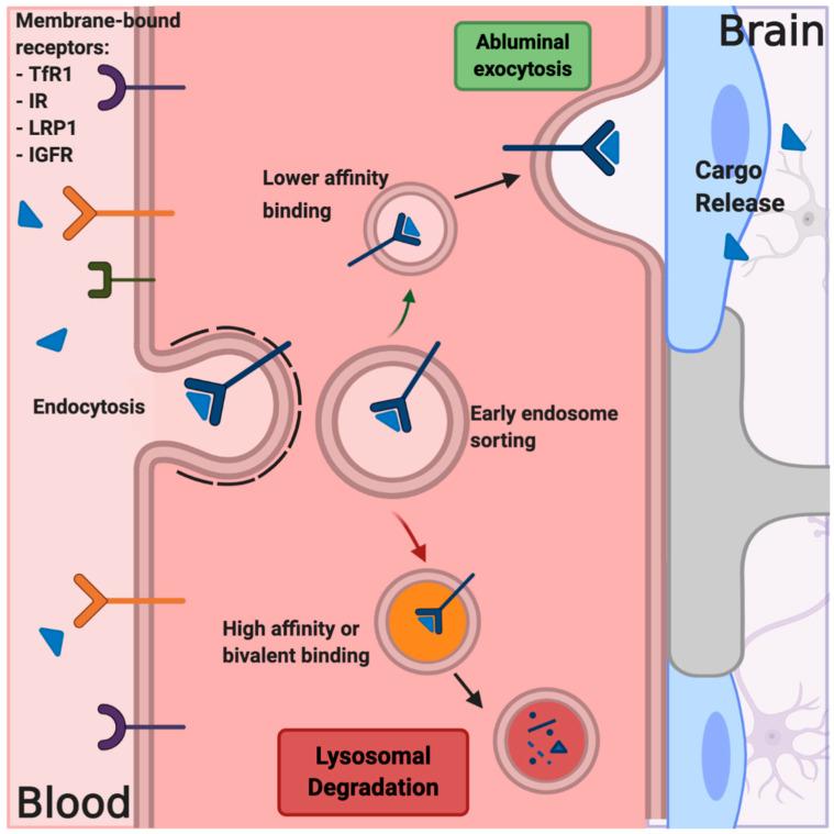 https://cdn.ncbi.nlm.nih.gov/pmc/blobs/daa0/7763839/8324be2ab5e7/pharmaceutics-12-01205-g005.jpg