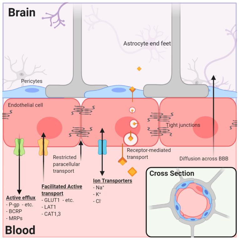 https://cdn.ncbi.nlm.nih.gov/pmc/blobs/daa0/7763839/84c9b4433fd5/pharmaceutics-12-01205-g001.jpg