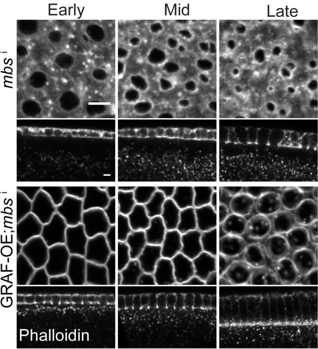 https://cdn.ncbi.nlm.nih.gov/pmc/blobs/daa0/8081525/12980954b82f/elife-63535-fig9-figsupp1.jpg