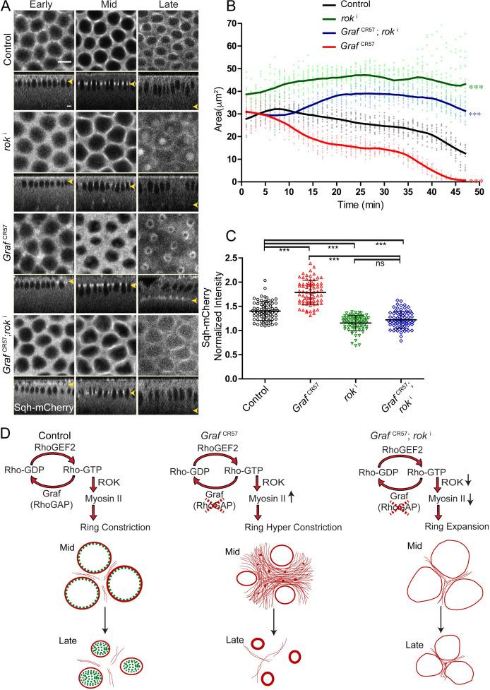 https://cdn.ncbi.nlm.nih.gov/pmc/blobs/daa0/8081525/49c7bc1a8883/elife-63535-fig9.jpg