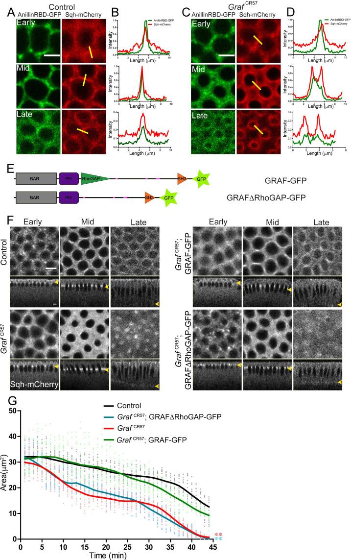 https://cdn.ncbi.nlm.nih.gov/pmc/blobs/daa0/8081525/6f1598650a03/elife-63535-fig4.jpg