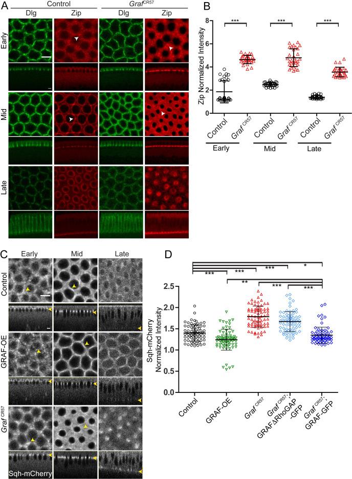 https://cdn.ncbi.nlm.nih.gov/pmc/blobs/daa0/8081525/a8d7cc001b1b/elife-63535-fig6.jpg