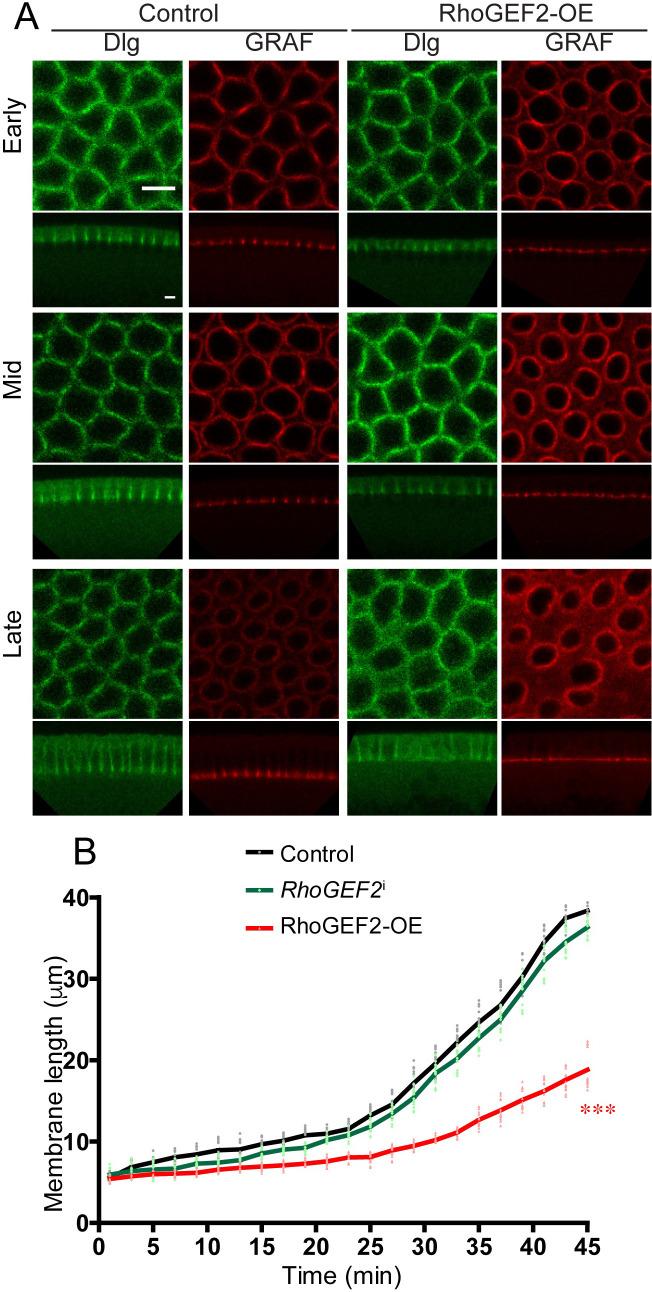 https://cdn.ncbi.nlm.nih.gov/pmc/blobs/daa0/8081525/bd2722997823/elife-63535-fig7-figsupp1.jpg