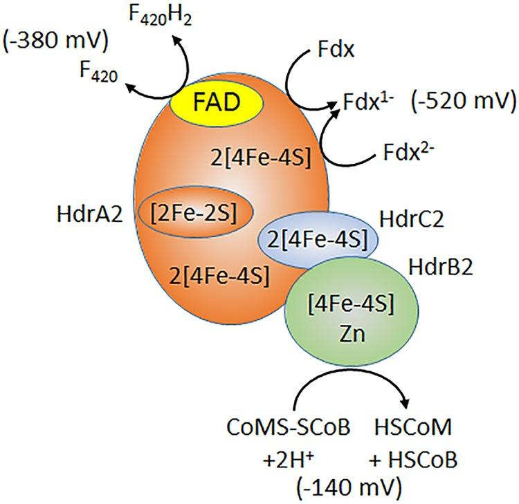 https://cdn.ncbi.nlm.nih.gov/pmc/blobs/daa4/5296606/8fffb000734a/mbo0011731730004.jpg