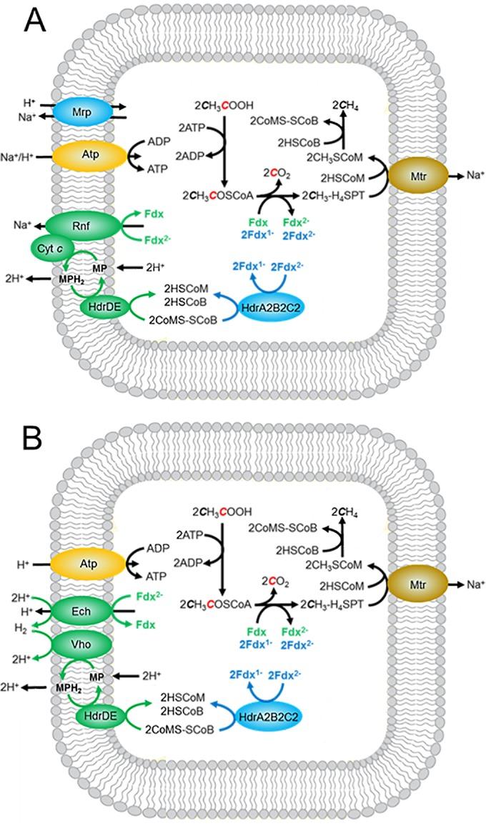 https://cdn.ncbi.nlm.nih.gov/pmc/blobs/daa4/5296606/9193b4bf0daf/mbo0011731730005.jpg