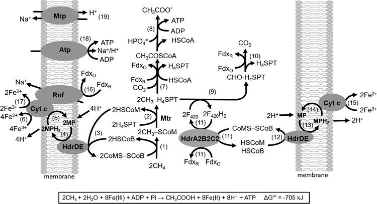 https://cdn.ncbi.nlm.nih.gov/pmc/blobs/daa4/5296606/f54ca5a0932c/mbo0011731730006.jpg