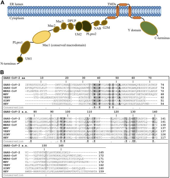 https://cdn.ncbi.nlm.nih.gov/pmc/blobs/daa4/7925111/48479d29c6d4/JVI.01969-20-f0001.jpg