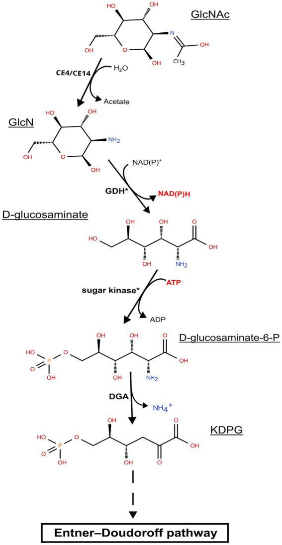 https://cdn.ncbi.nlm.nih.gov/pmc/blobs/daa7/12343721/5ddb04154604/fmicb-16-1640521-g006.jpg