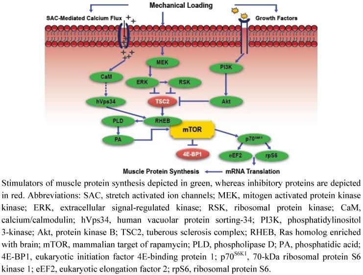 https://cdn.ncbi.nlm.nih.gov/pmc/blobs/daa7/3407992/67741ecc996a/nutrients-04-00740-g001.jpg