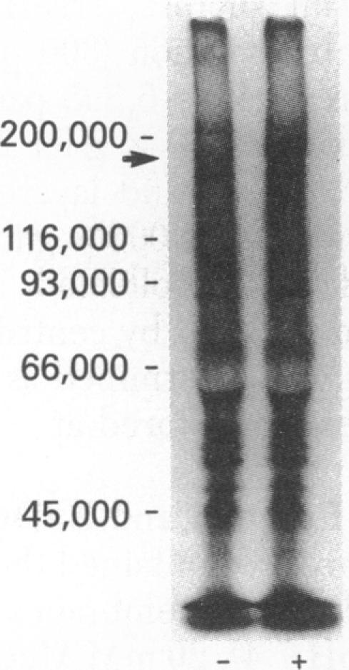 https://cdn.ncbi.nlm.nih.gov/pmc/blobs/daa9/346659/817d414aa1ba/pnas00453-0083-a.jpg