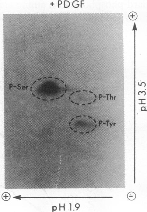 https://cdn.ncbi.nlm.nih.gov/pmc/blobs/daa9/346659/fca6529ca61d/pnas00453-0085-a.jpg