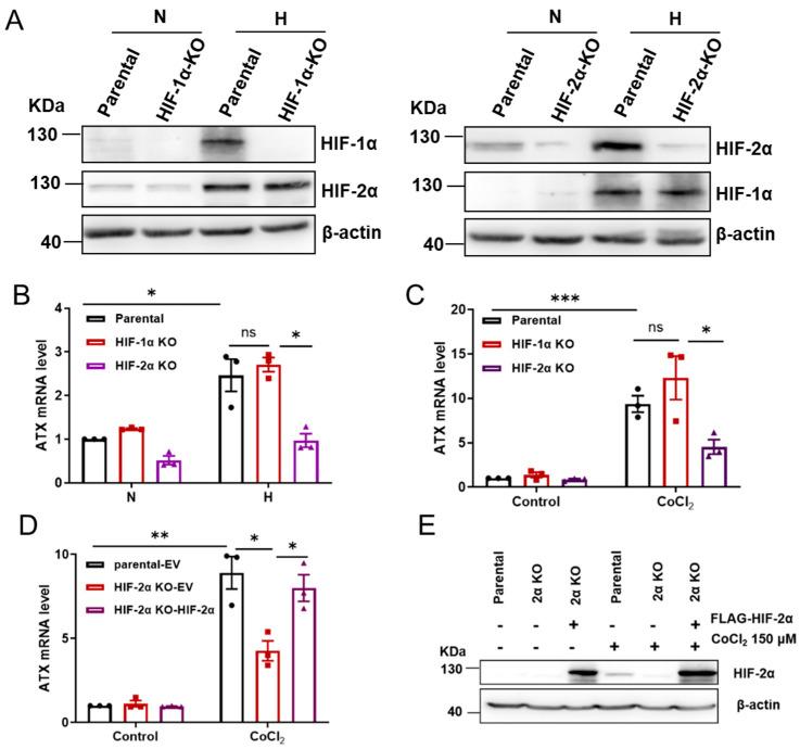 https://cdn.ncbi.nlm.nih.gov/pmc/blobs/daaa/10138485/70f86379971e/ijms-24-07031-g003.jpg