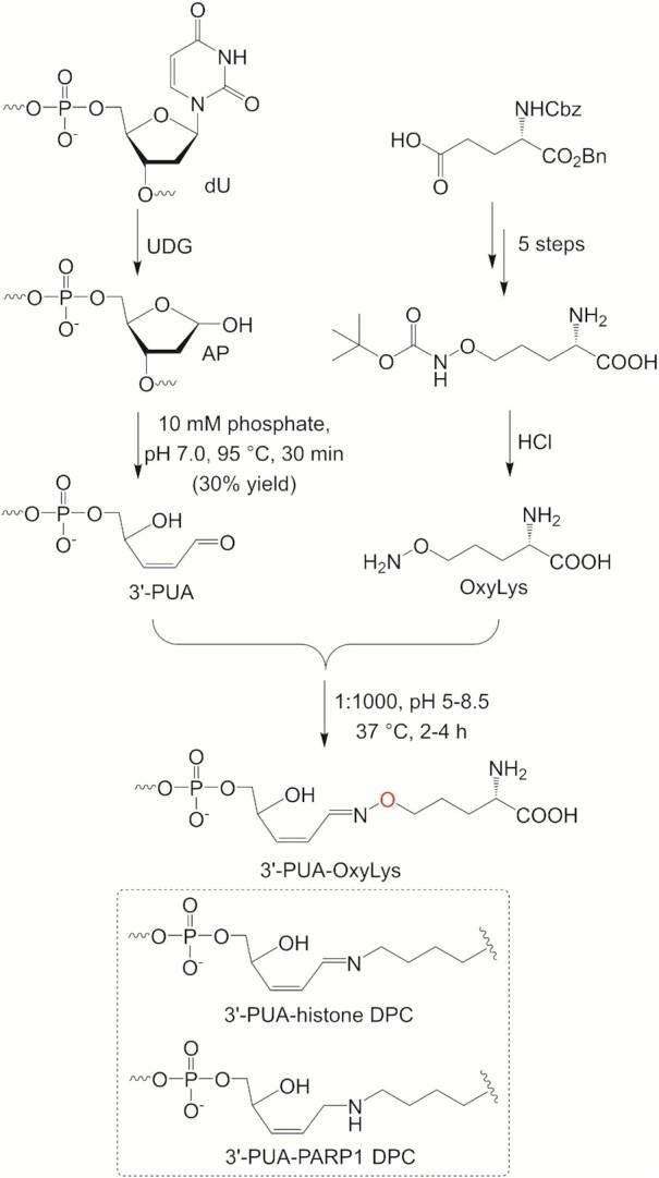 https://cdn.ncbi.nlm.nih.gov/pmc/blobs/daae/9023300/59e4e7dd75ba/gkac185fig11.jpg