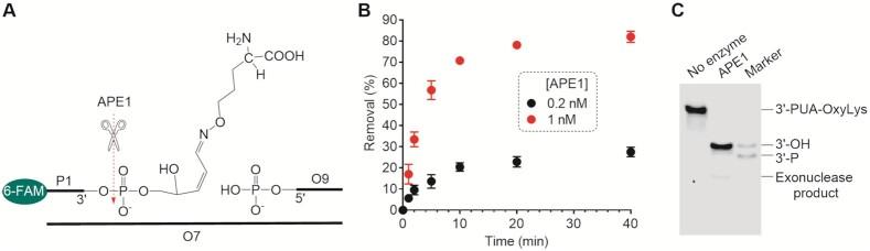 https://cdn.ncbi.nlm.nih.gov/pmc/blobs/daae/9023300/87cdd89f19af/gkac185fig2.jpg