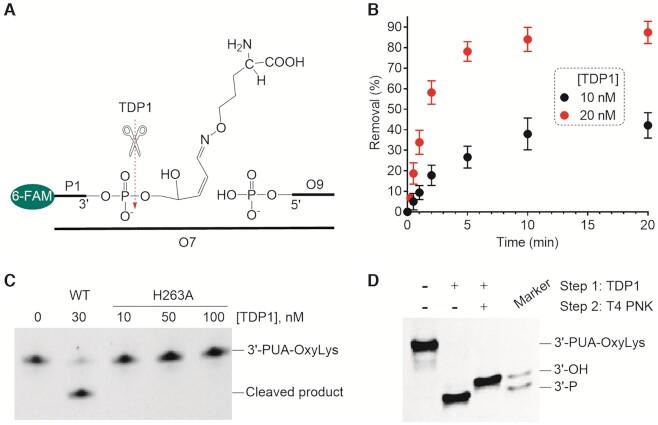 https://cdn.ncbi.nlm.nih.gov/pmc/blobs/daae/9023300/8f7829d9c0c5/gkac185fig1.jpg