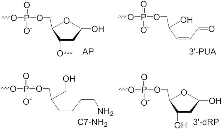 https://cdn.ncbi.nlm.nih.gov/pmc/blobs/daae/9023300/9a97de67bda0/gkac185fig9.jpg