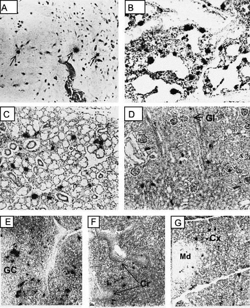 https://cdn.ncbi.nlm.nih.gov/pmc/blobs/dab2/7172578/2d7388fa9460/gr3.jpg