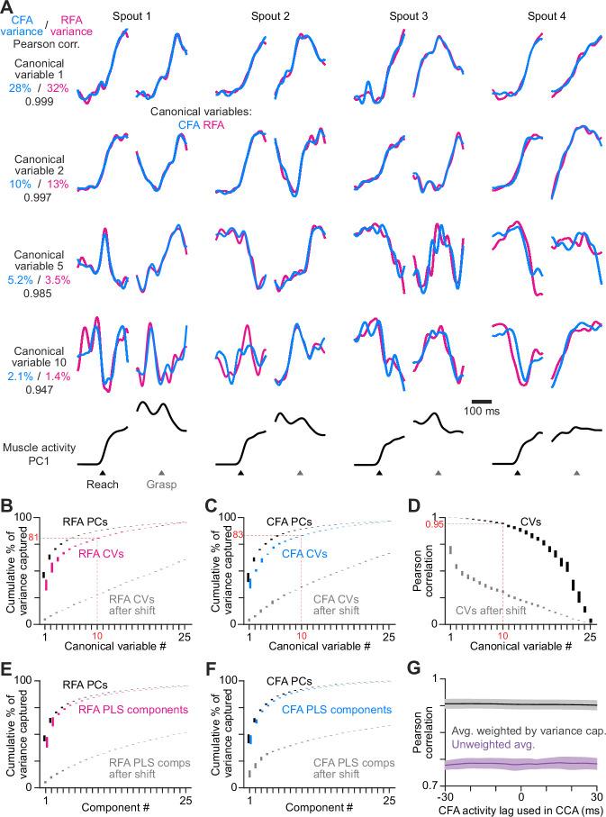 https://cdn.ncbi.nlm.nih.gov/pmc/blobs/dab7/12143879/cf53aa23e5e7/elife-103069-fig4.jpg