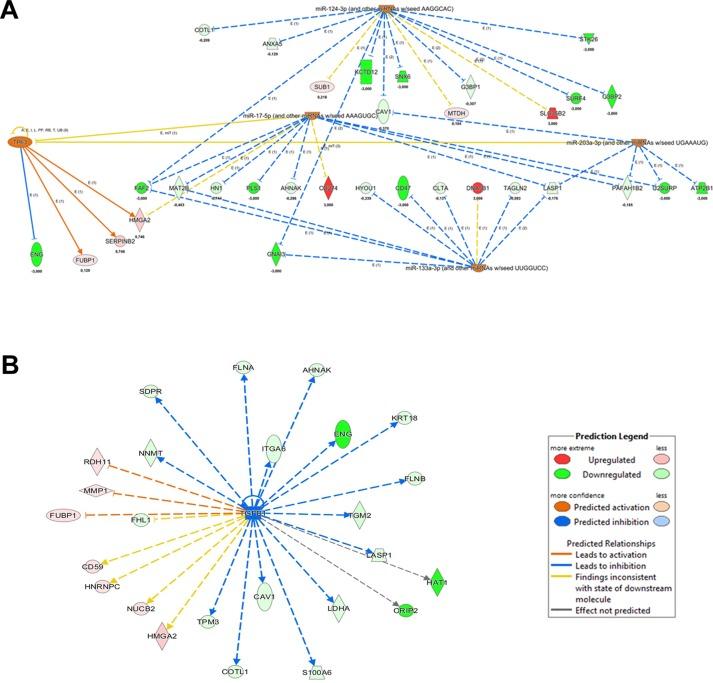 https://cdn.ncbi.nlm.nih.gov/pmc/blobs/dab7/5814278/311c6eeb3f9f/oncotarget-09-8016-g005.jpg