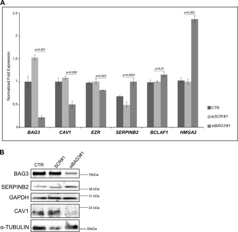 https://cdn.ncbi.nlm.nih.gov/pmc/blobs/dab7/5814278/a353a1b76481/oncotarget-09-8016-g002.jpg