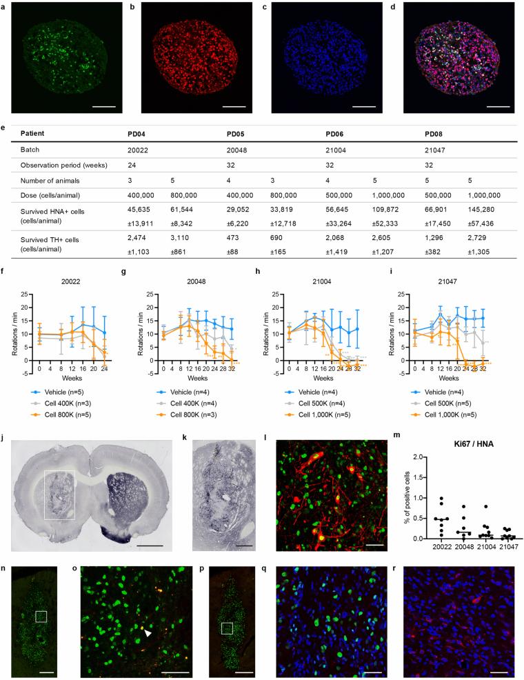 https://cdn.ncbi.nlm.nih.gov/pmc/blobs/dabd/12095070/def255d4f882/41586_2025_8700_Fig5_ESM.jpg