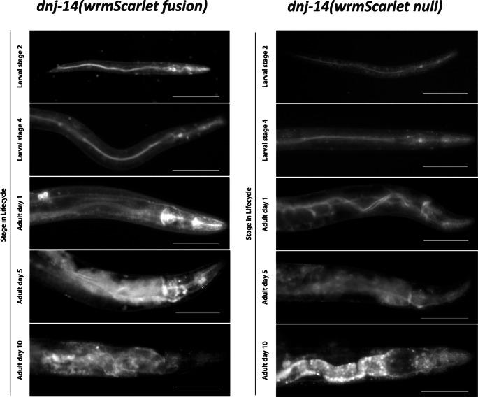 https://cdn.ncbi.nlm.nih.gov/pmc/blobs/dac2/10997724/6976414f9932/441_2024_3875_Fig4_HTML.jpg