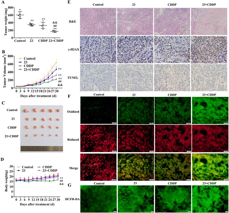 https://cdn.ncbi.nlm.nih.gov/pmc/blobs/dac5/8099784/998241fe560c/gr7.jpg