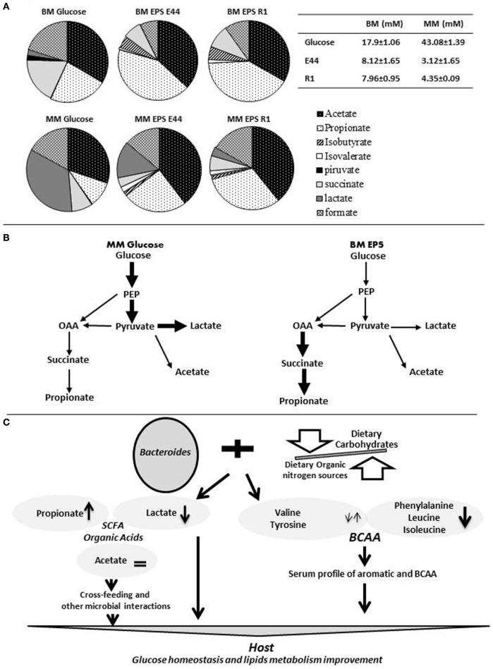 https://cdn.ncbi.nlm.nih.gov/pmc/blobs/dac6/5339271/54adc5a763ef/fmicb-08-00376-g0001.jpg