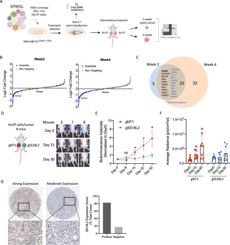https://cdn.ncbi.nlm.nih.gov/pmc/blobs/dac6/9381743/24aeab8ed584/41419_2022_5146_Fig4_HTML.jpg