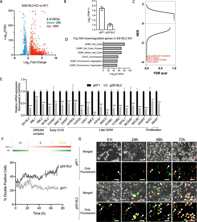 https://cdn.ncbi.nlm.nih.gov/pmc/blobs/dac6/9381743/3bec38f9b7b4/41419_2022_5146_Fig5_HTML.jpg