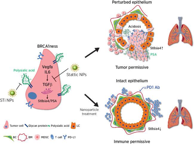 https://cdn.ncbi.nlm.nih.gov/pmc/blobs/dac9/10391349/1c97449b1333/overview_graphic_can-22-3398.jpg