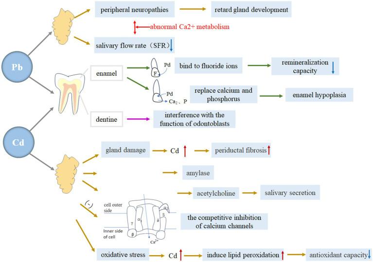 https://cdn.ncbi.nlm.nih.gov/pmc/blobs/dac9/12041023/21b439e6f869/fpubh-13-1559384-g004.jpg